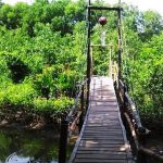 Hutan Mangrove di Pulau Jawa